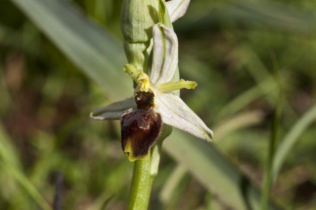 Ophrys mateolana