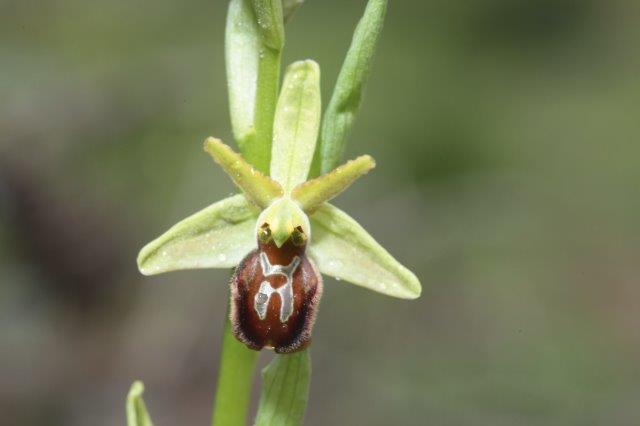 Ophrys sphegodes