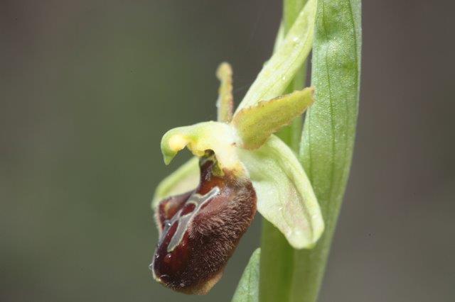 Ophrys sphegodes