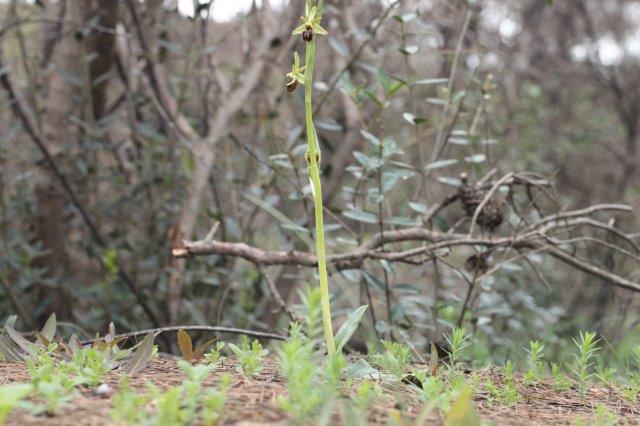 Ophrys sphegodes