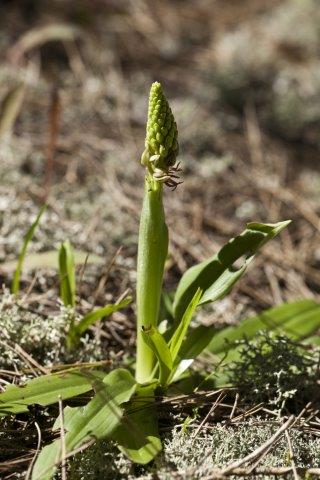 Orchis anthropophora