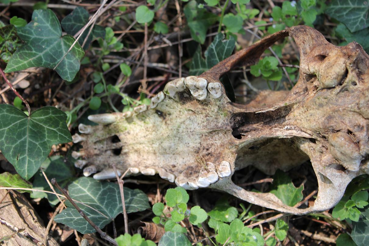 Cranio di? Cane