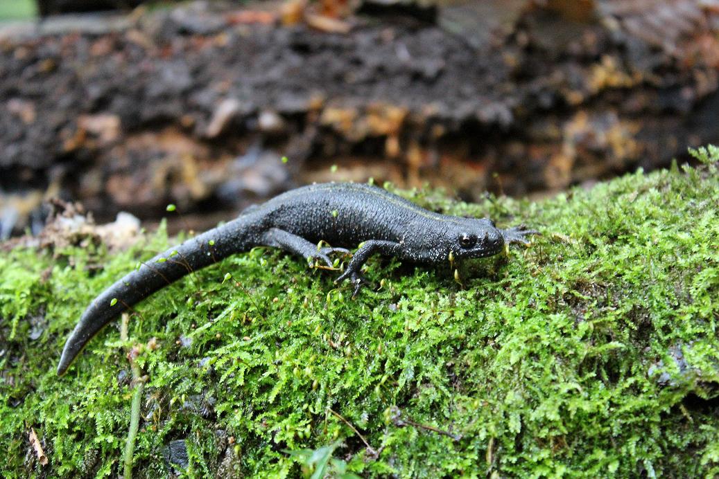 Salamandrina, Geotritone, Salamandra e Ululone!