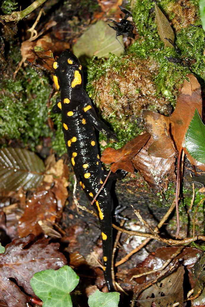 Salamandrina, Geotritone, Salamandra e Ululone!