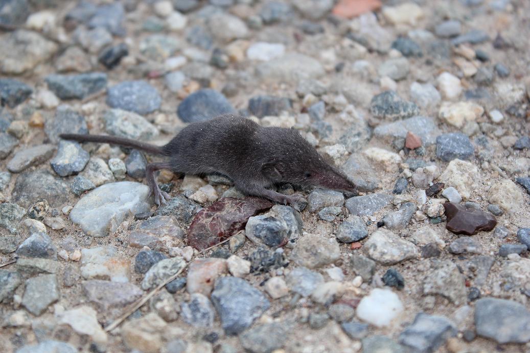 Identificazione micromammifero. Crocidura sp., giovane