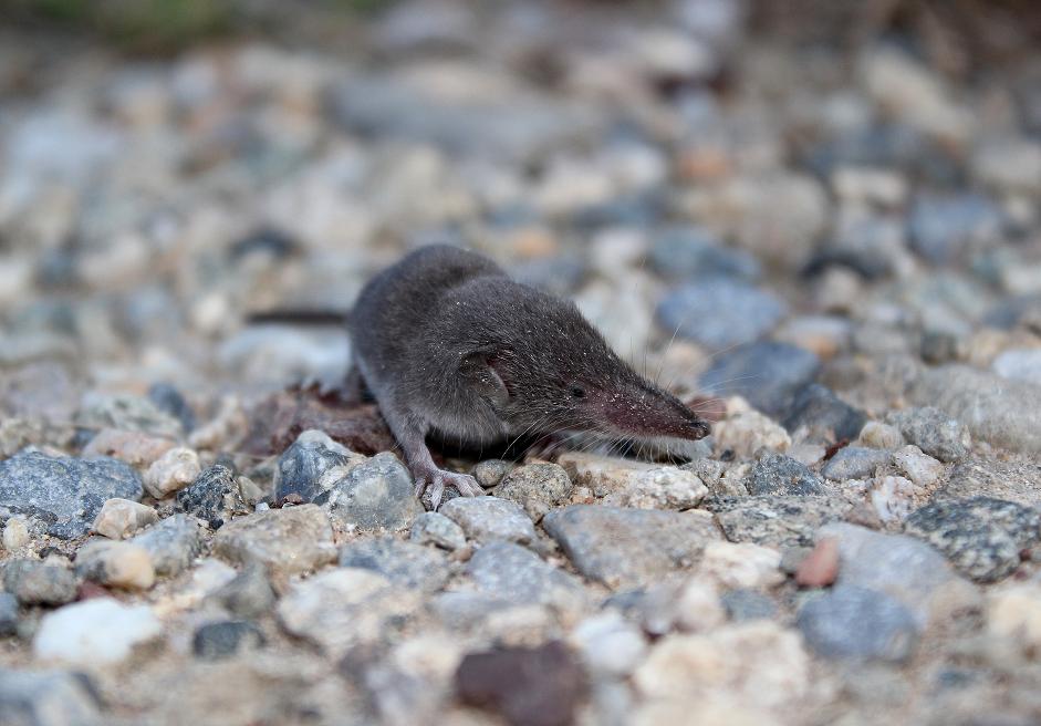 Identificazione micromammifero. Crocidura sp., giovane