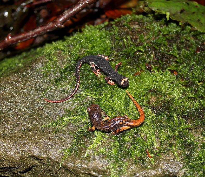 Salamandrina, Geotritone, Salamandra e Ululone!