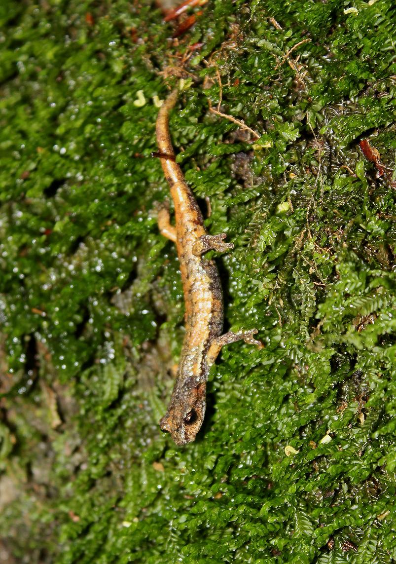 Salamandrina, Geotritone, Salamandra e Ululone!