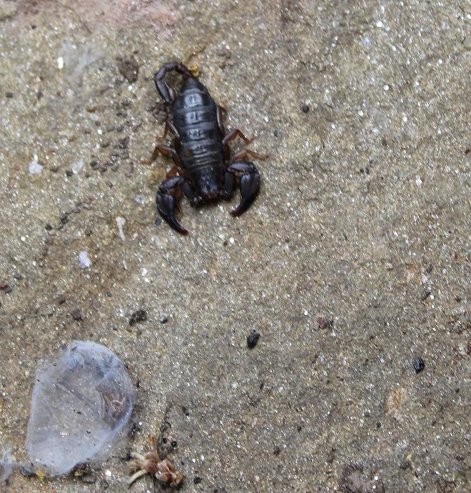 Euscorpius sp.