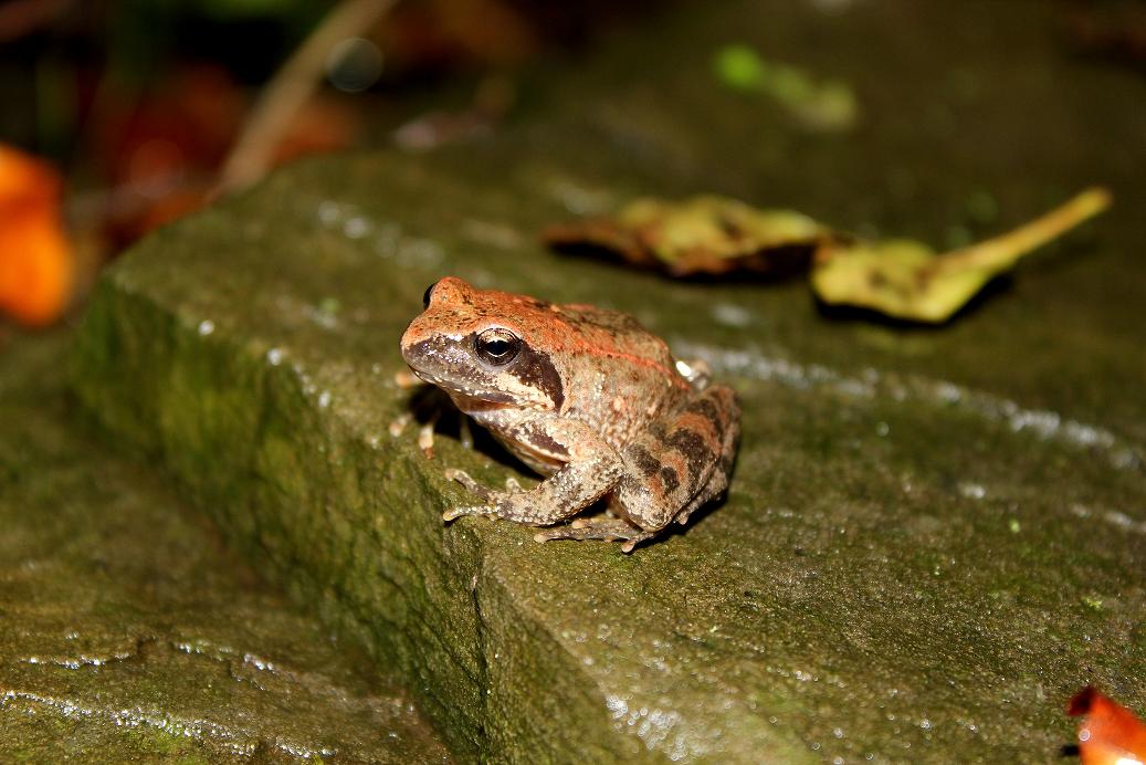 Salamandrina, Geotritone, Salamandra e Ululone!