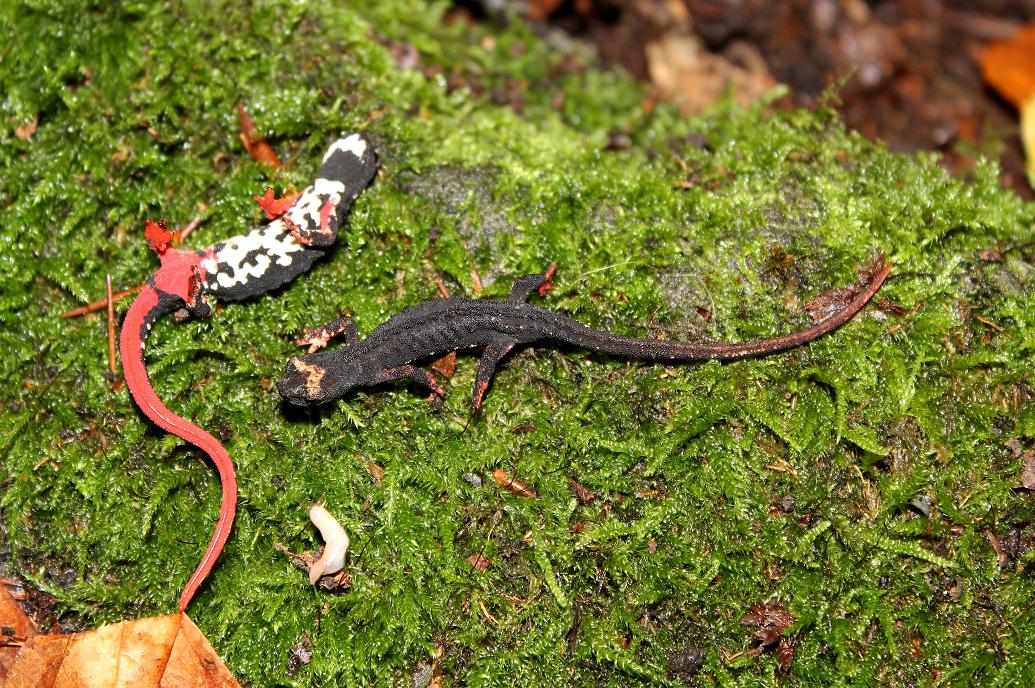 Salamandrina, Geotritone, Salamandra e Ululone!