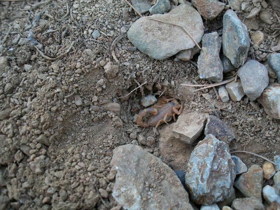 Buthus occitanus Francese/Catalano