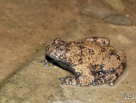 Salamandrina, Geotritone, Salamandra e Ululone!