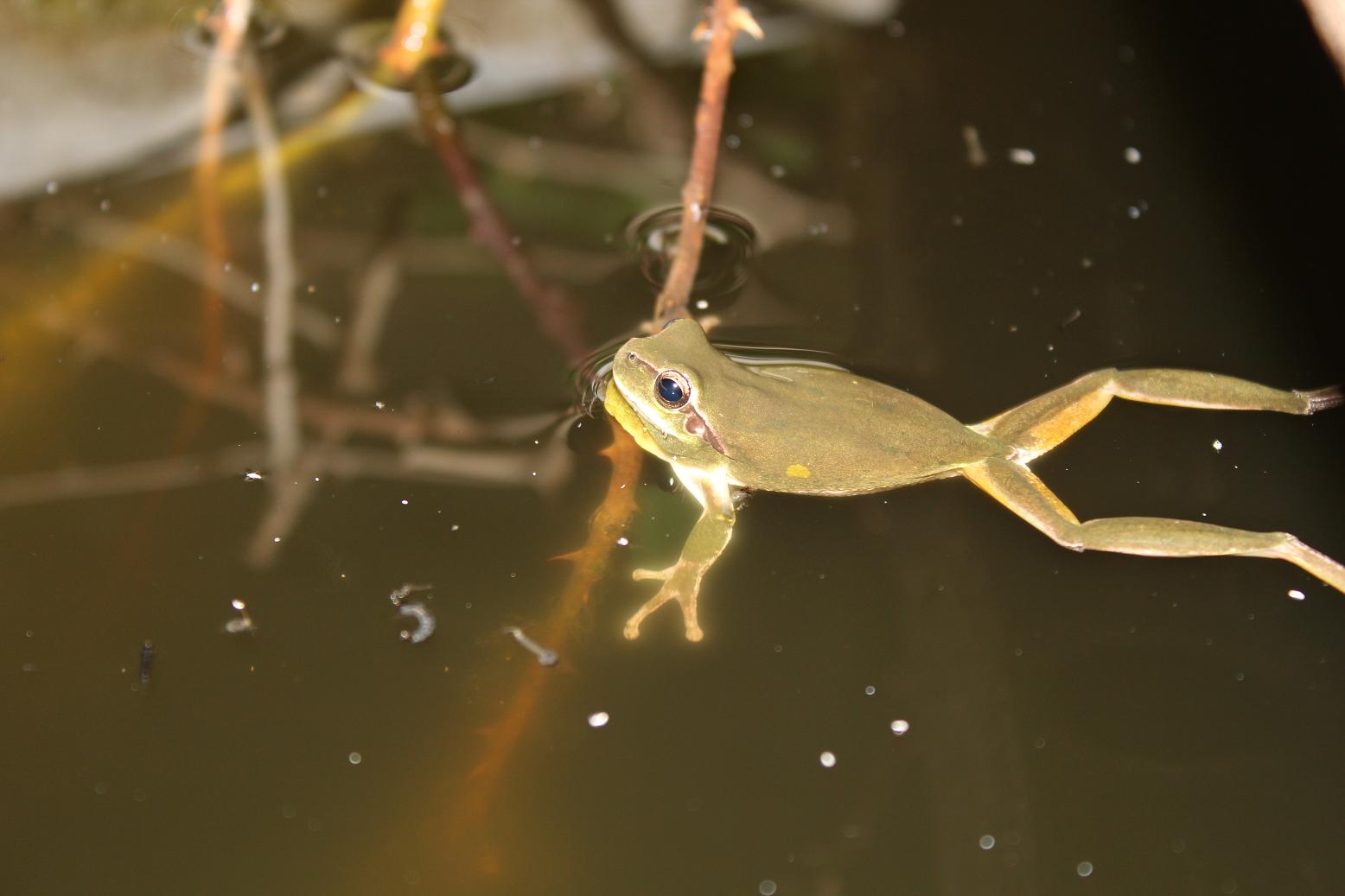 Accoppiamento (?) Hyla meridionalis