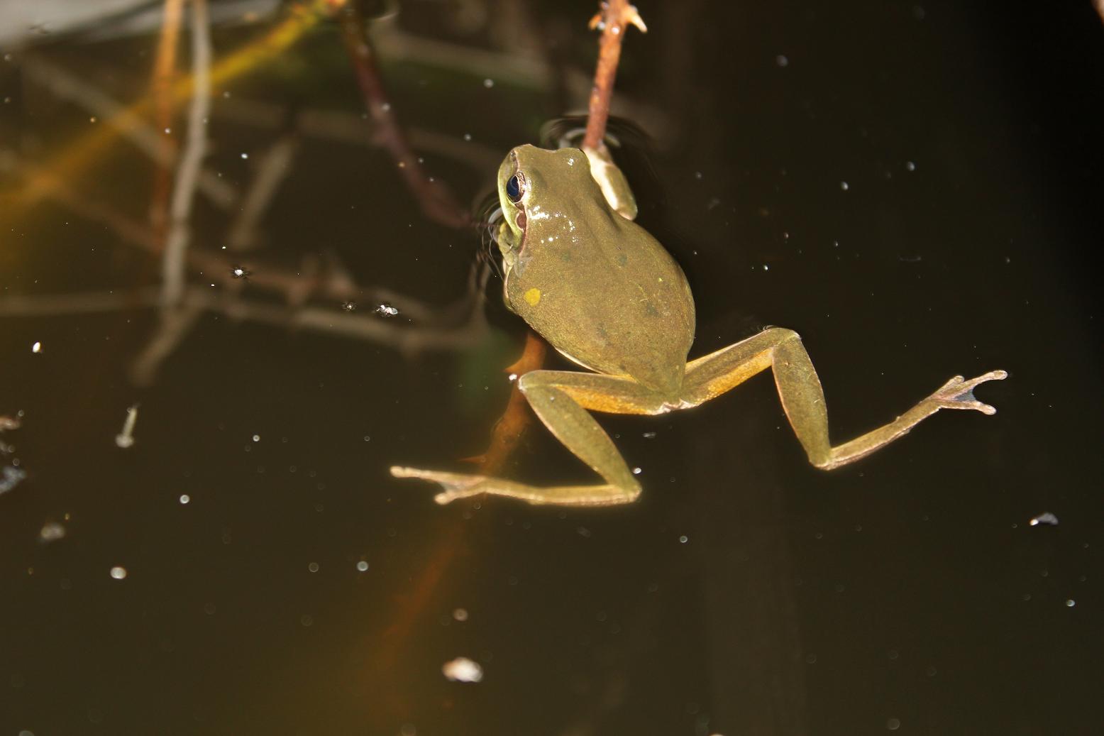 Accoppiamento (?) Hyla meridionalis