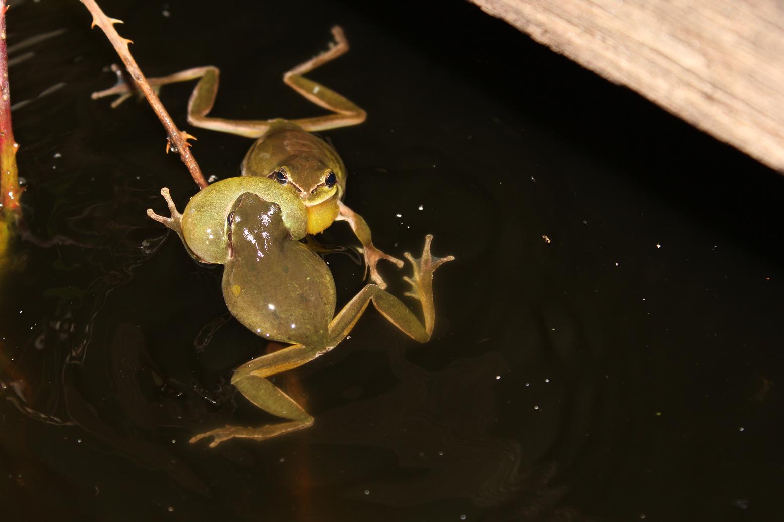 Accoppiamento (?) Hyla meridionalis