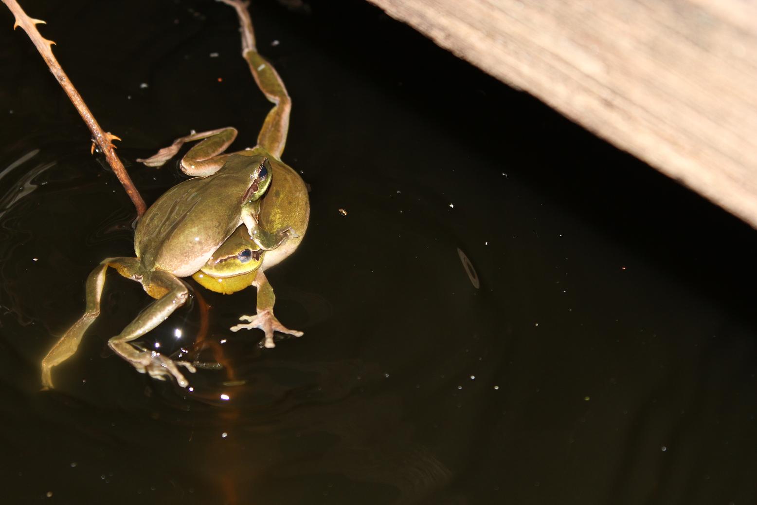 Accoppiamento (?) Hyla meridionalis