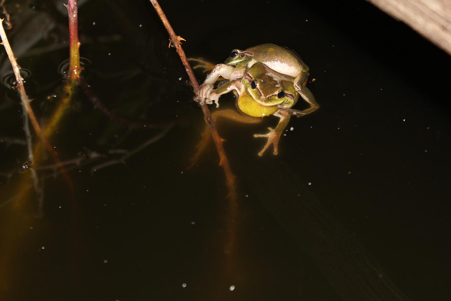 Accoppiamento (?) Hyla meridionalis