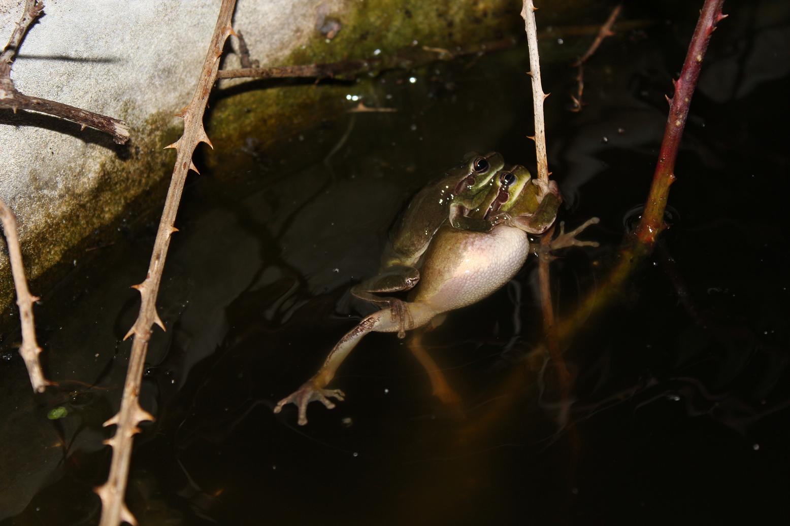 Accoppiamento (?) Hyla meridionalis