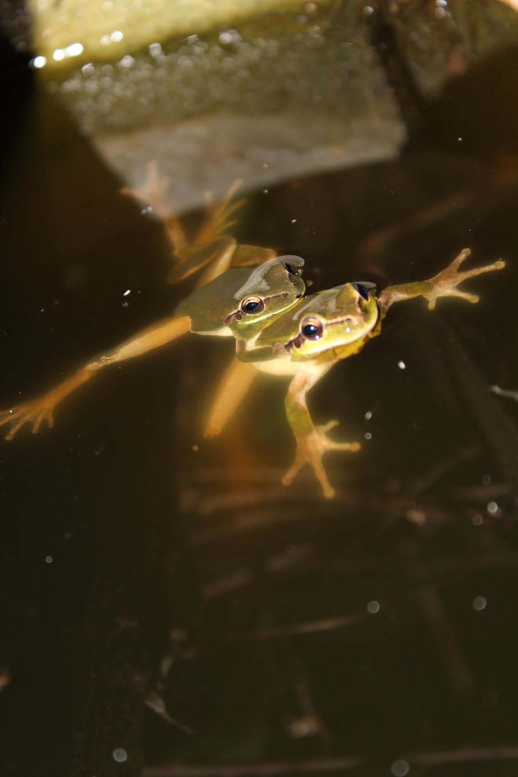 Accoppiamento (?) Hyla meridionalis