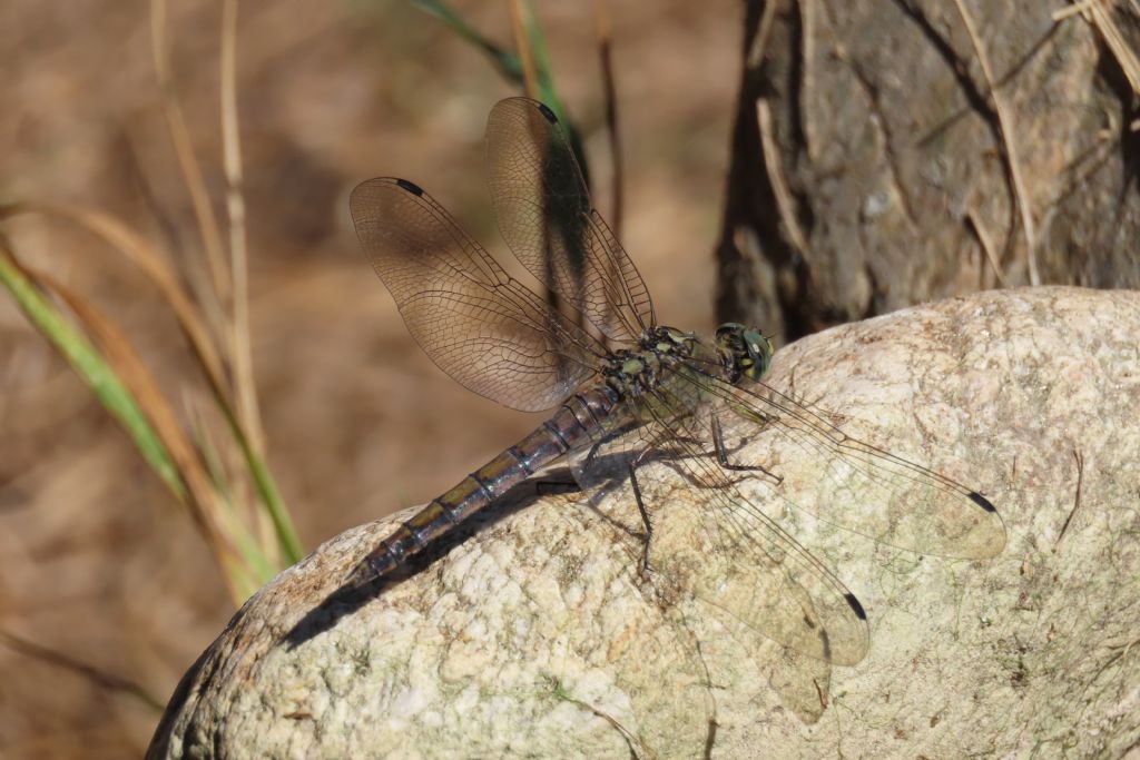 Orthetrum cancellatum,  femmina