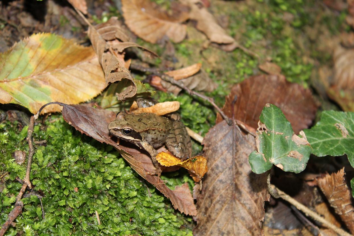 Rana temporaria