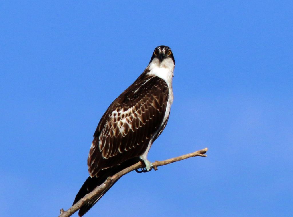 Falco pescatore