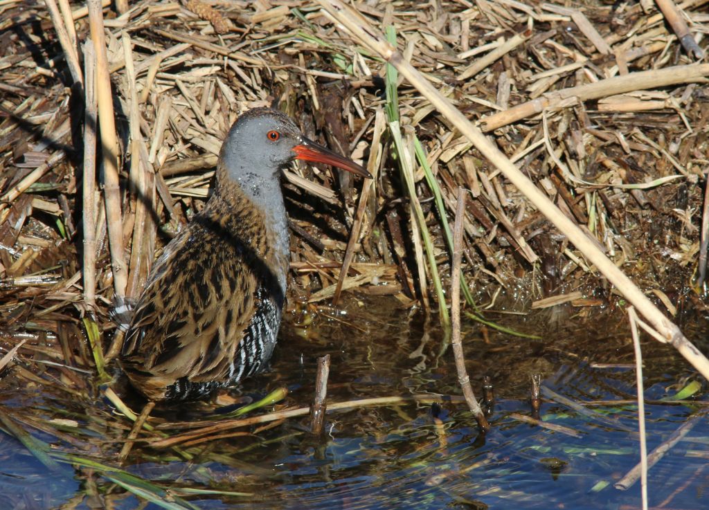 Porciglione