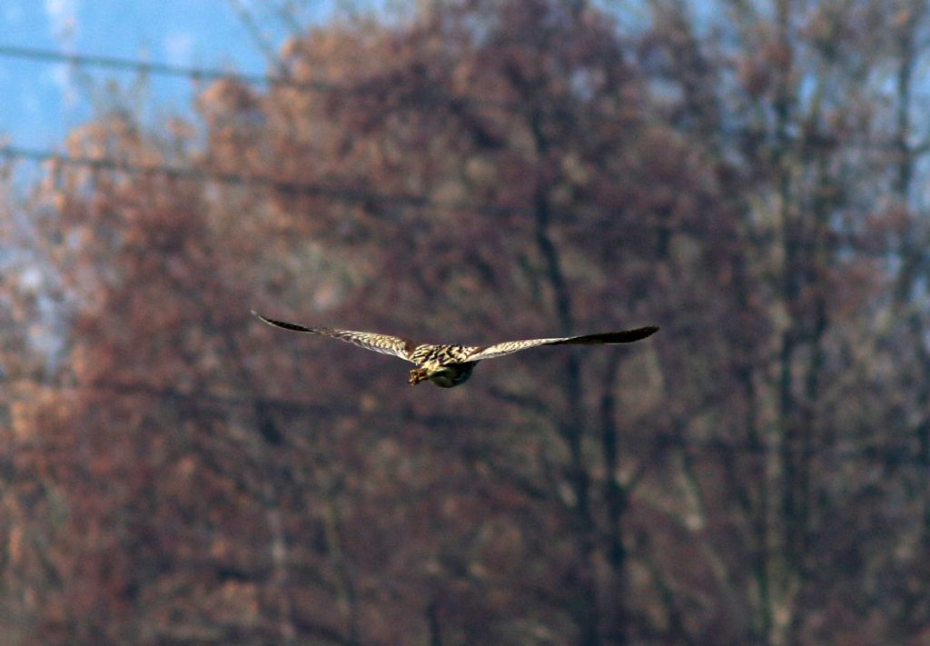 Tarabuso in volo