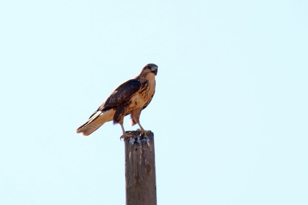 Poiana (Buteo buteo)