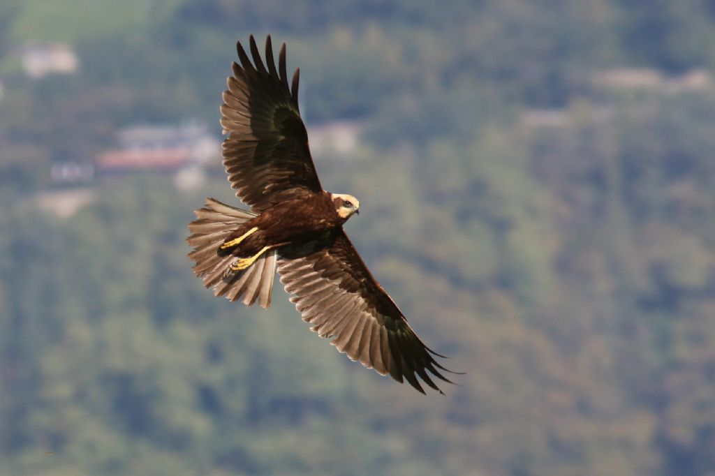 Falco di Palude femmina