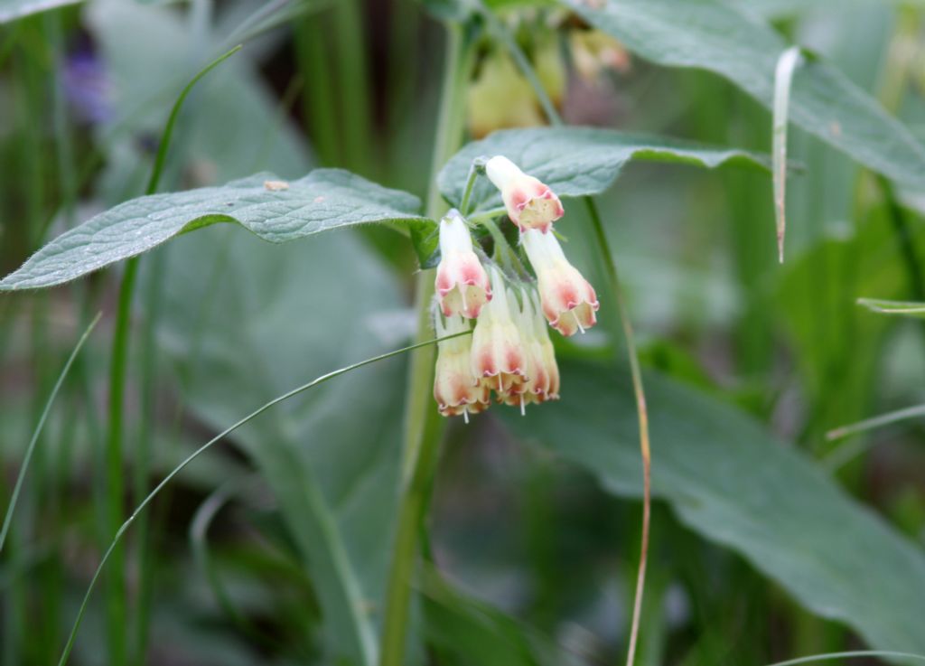 Symphytum tuberosum (Boraginaceae)