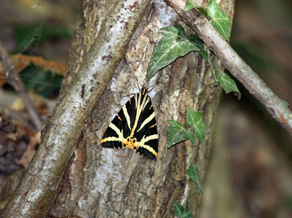 Euplagia quadripunctaria - Erebidae Arctiinae