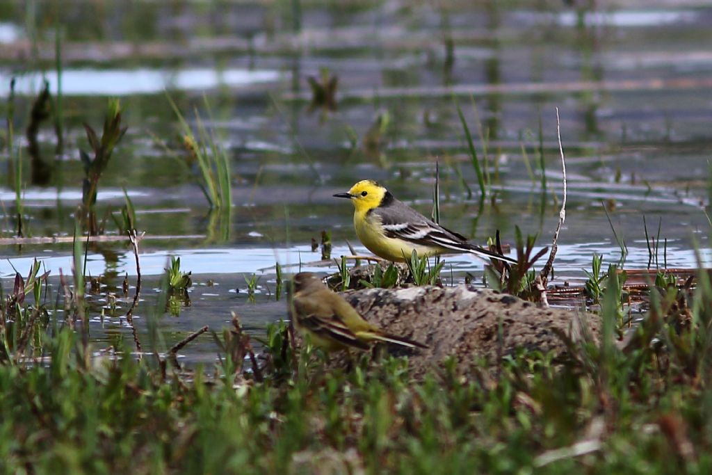 Cutrettola golagialla orientale  (Motacilla citreola)