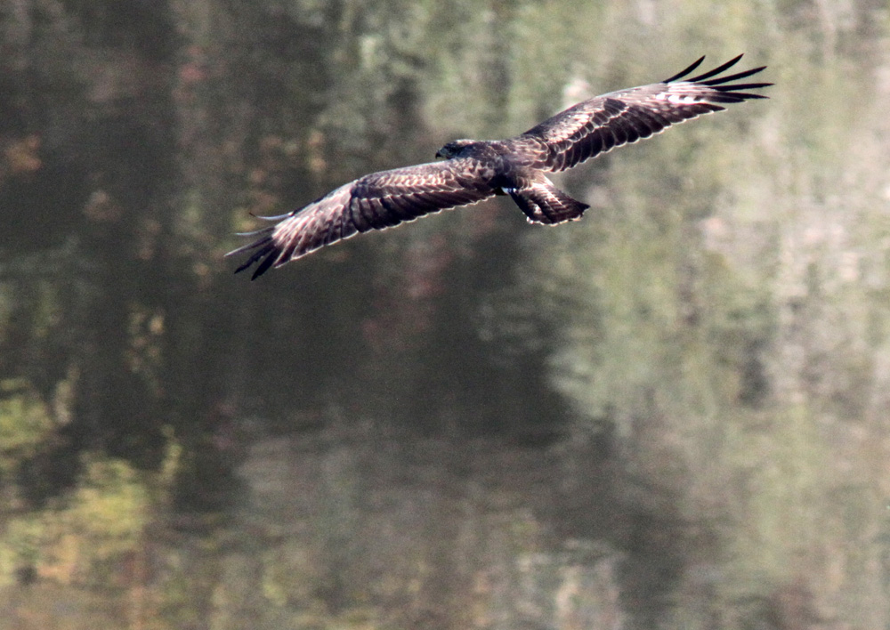 Identificazione rapace