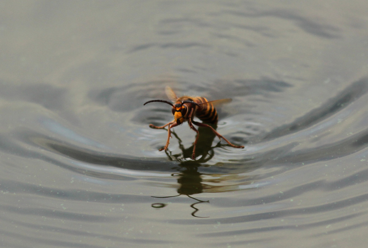 Maschio di Vespa crabro che cerca di decollare dall''acqua