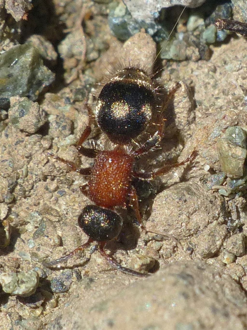 Velvet Ant (Mutillidae) - which genus? Physetopoda sp. e Myrmilla erythrocephala