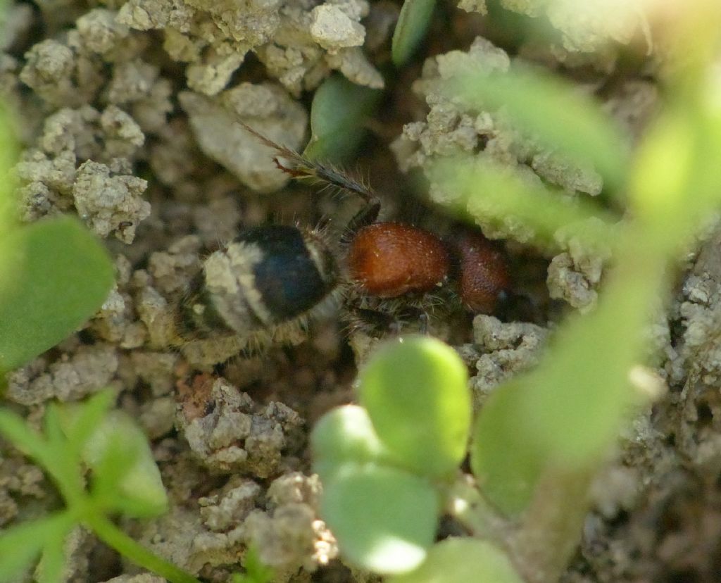 Velvet Ant (Mutillidae) - which genus? Physetopoda sp. e Myrmilla erythrocephala