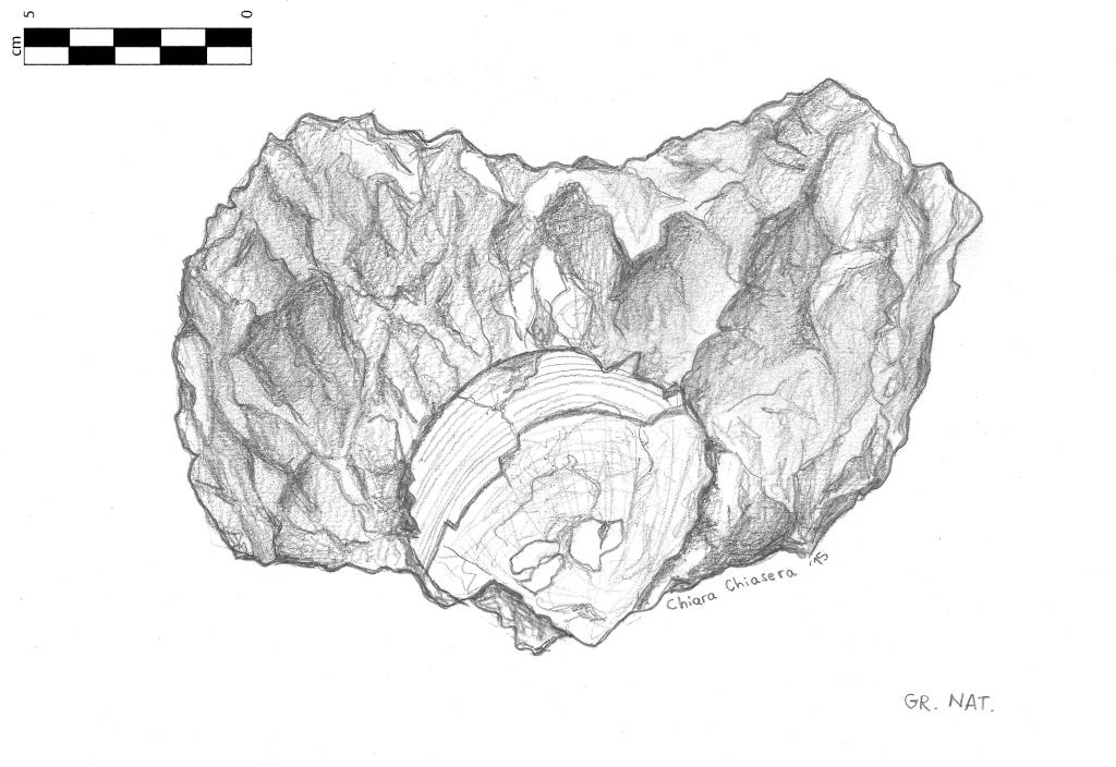 Bivalve da determinare