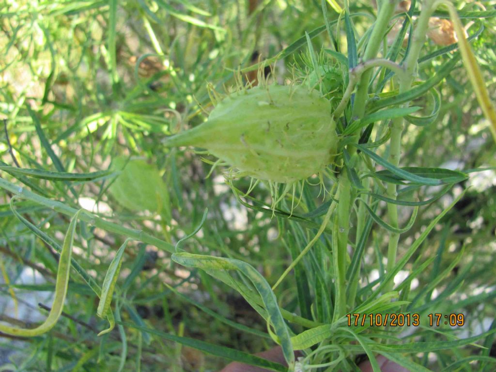 Asclepias fruticosa / Falso cotone