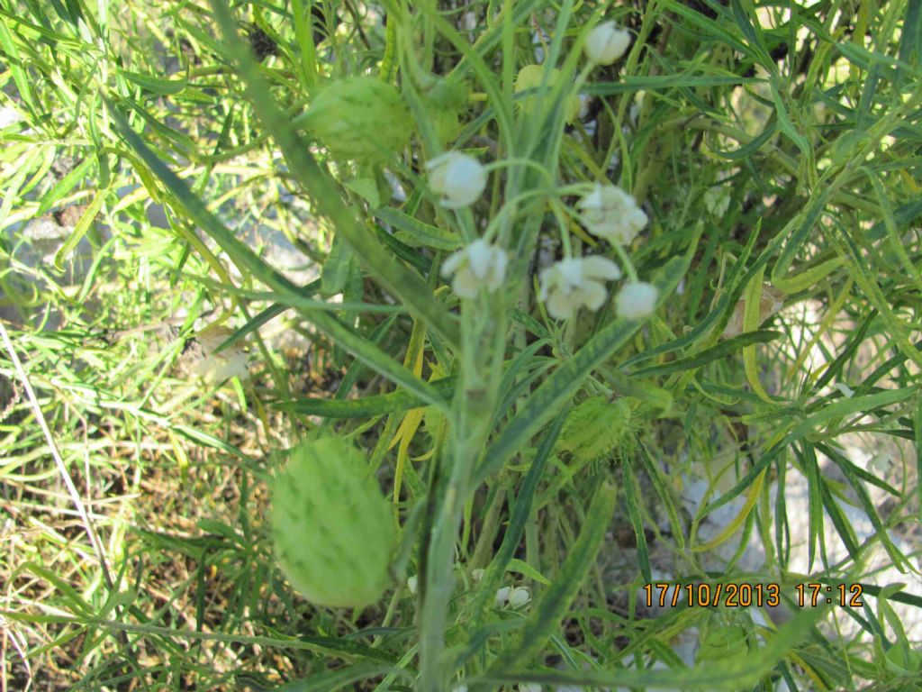 Asclepias fruticosa / Falso cotone