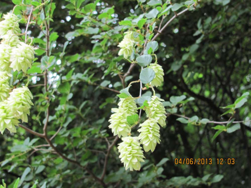 Ostrya carpinifolia