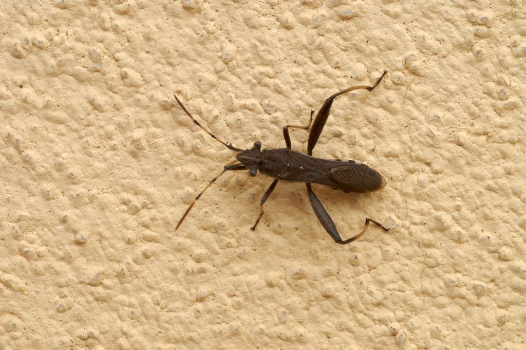 Alydidae: Camptopus lateralis di Ostiglia (Mn)