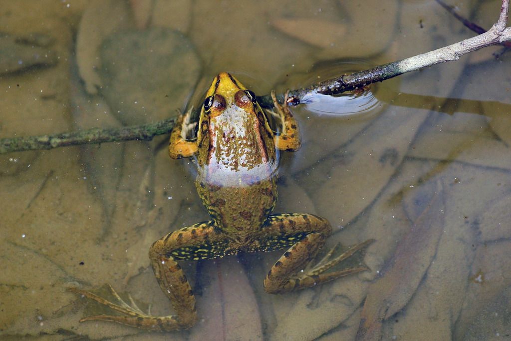 Pelophylax sp. (prov. Parma)