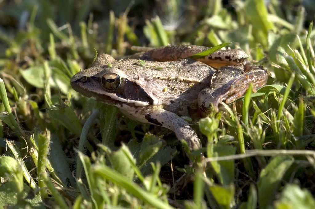 Rana dalmatina