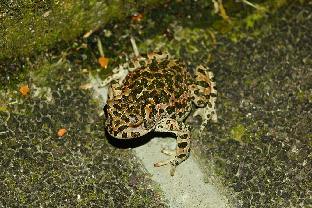 Bufo? - Bufotes balearicus, Rospo smeraldino n.3