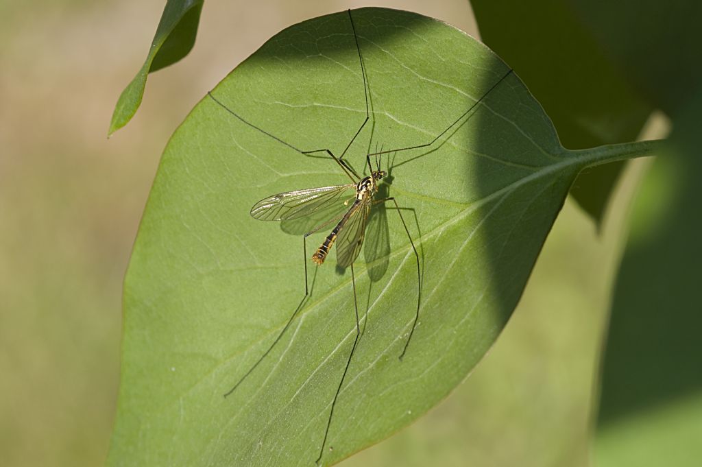 Nephrotoma maschio (Tipulidae)