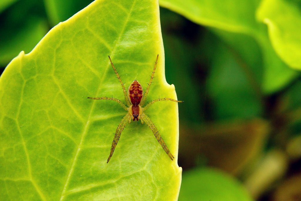 Giovane Dolomedes sp. - Ostiglia (MN)