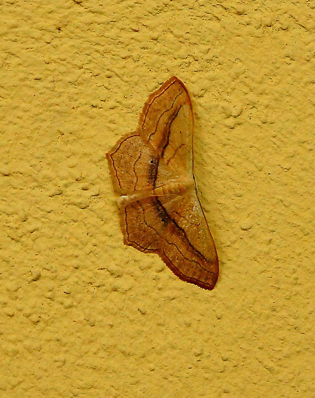 geometridae?