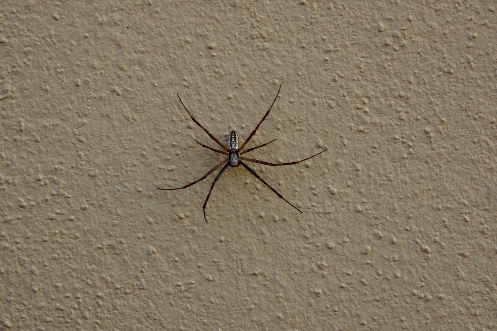 Argiope bruennichi  - Ostiglia (MN)